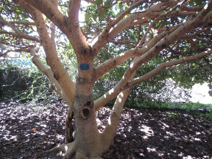 풀러튼 수목원 (Fullerton Arboretum)