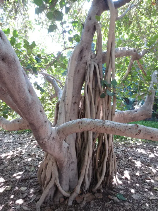 풀러튼 수목원 (Fullerton Arboretum)