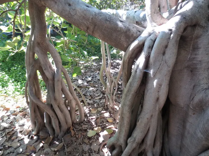 풀러튼 수목원 (Fullerton Arboretum)