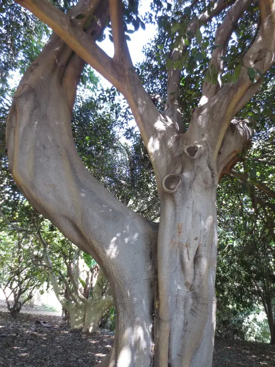 풀러튼 수목원 (Fullerton Arboretum)