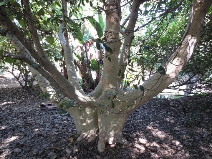 풀러튼 수목원 (Fullerton Arboretum)