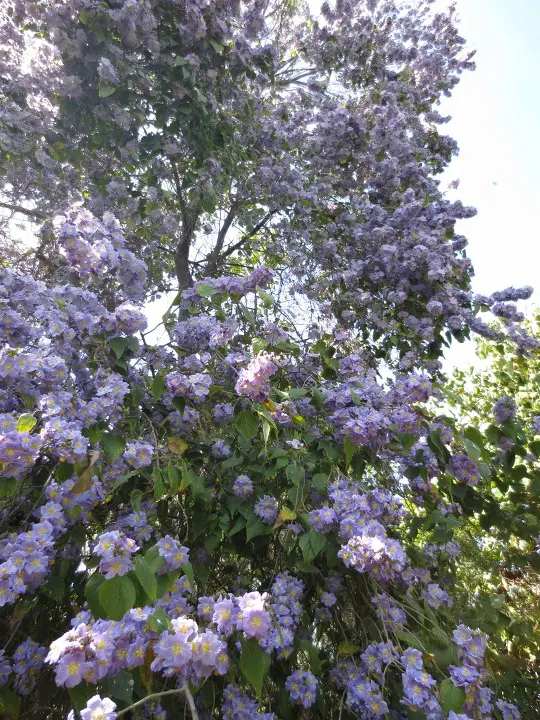 풀러튼 수목원 (Fullerton Arboretum)