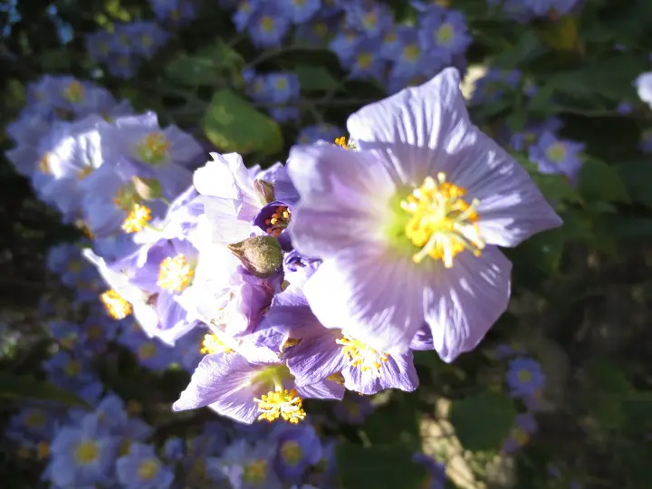 풀러튼 수목원 (Fullerton Arboretum)