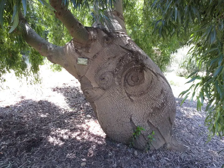 풀러튼 수목원 (Fullerton Arboretum)