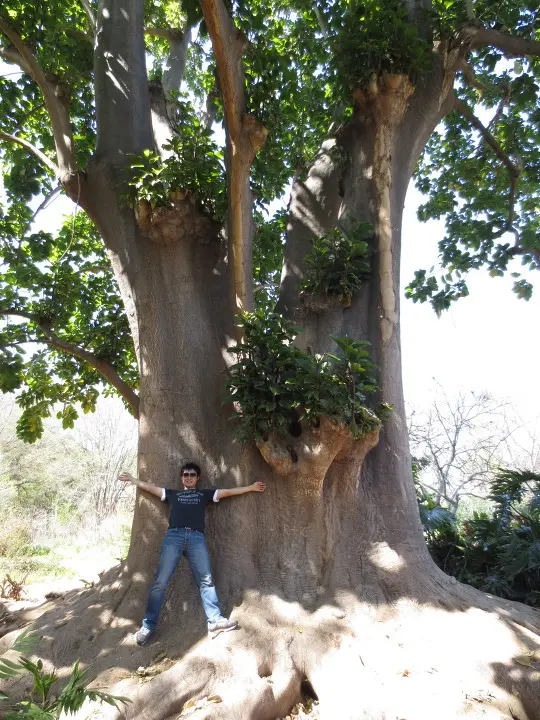 풀러튼 수목원 (Fullerton Arboretum)