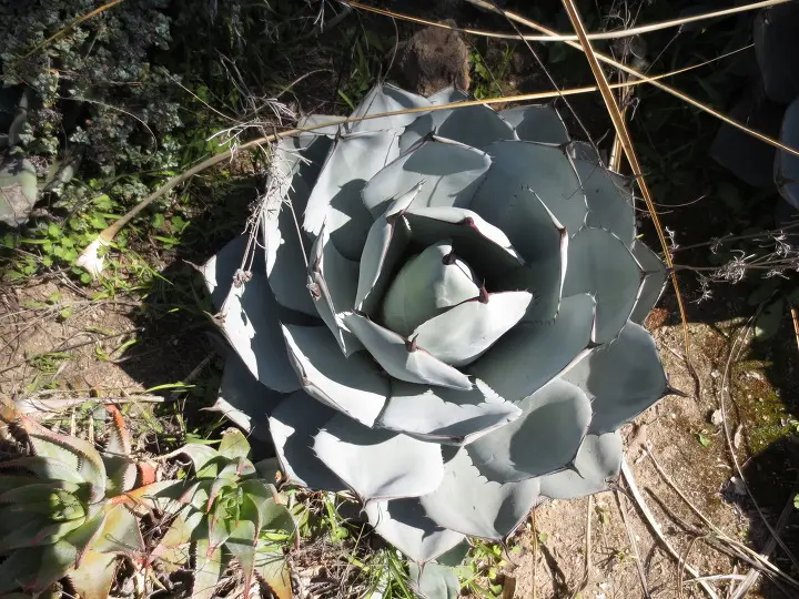 풀러튼 수목원 (Fullerton Arboretum)