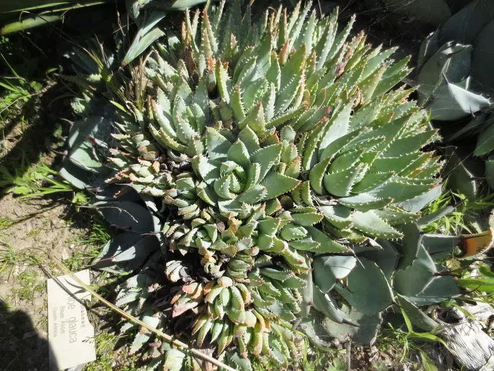 풀러튼 수목원 (Fullerton Arboretum)