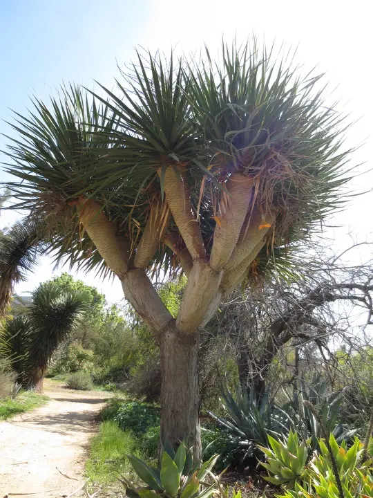 풀러튼 수목원 (Fullerton Arboretum)