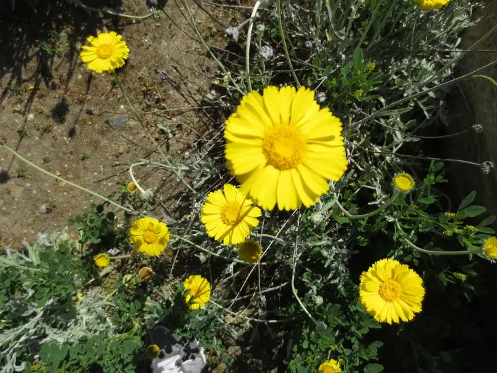 풀러튼 수목원 (Fullerton Arboretum)