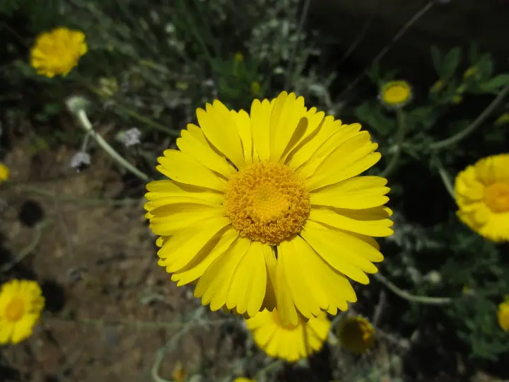 풀러튼 수목원 (Fullerton Arboretum)