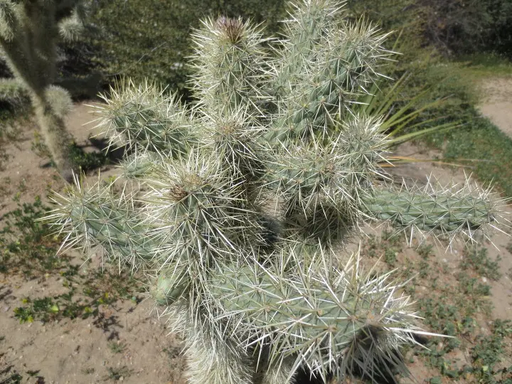 풀러튼 수목원 (Fullerton Arboretum)