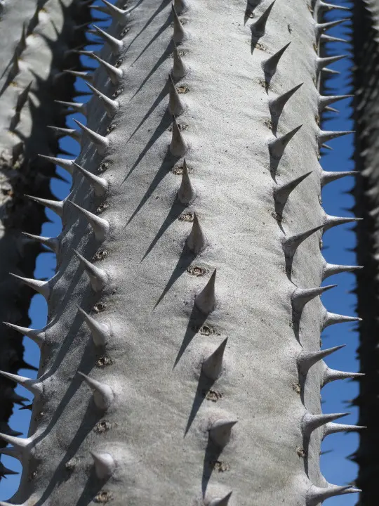 풀러튼 수목원 (Fullerton Arboretum)