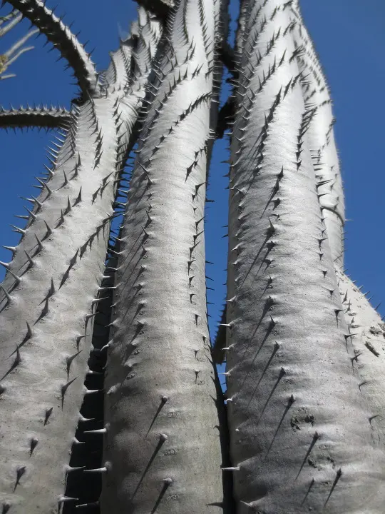 풀러튼 수목원 (Fullerton Arboretum)