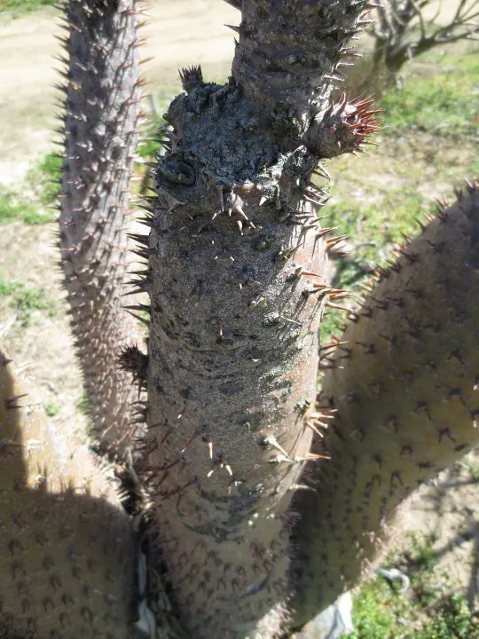 풀러튼 수목원 (Fullerton Arboretum)