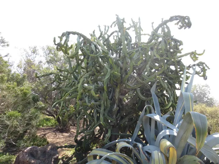 풀러튼 수목원 (Fullerton Arboretum)