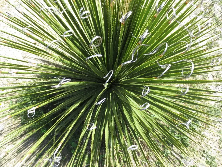 풀러튼 수목원 (Fullerton Arboretum)