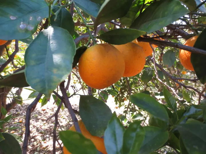 풀러튼 수목원 (Fullerton Arboretum)