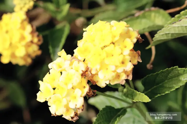 미국에서 가장 예쁜 캠퍼스를 자랑하는 페퍼다인대학교(Pepperdine University)