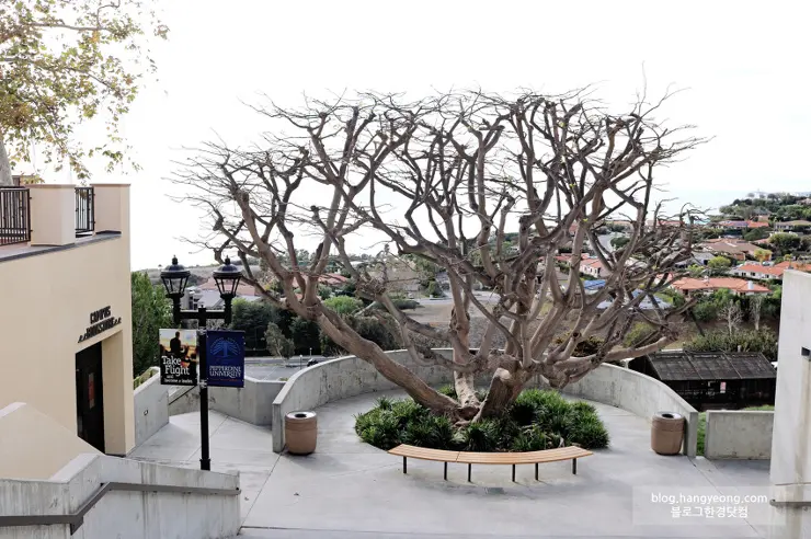 미국에서 가장 예쁜 캠퍼스를 자랑하는 페퍼다인대학교(Pepperdine University)