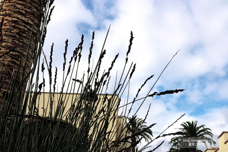 미국에서 가장 예쁜 캠퍼스를 자랑하는 페퍼다인대학교(Pepperdine University)