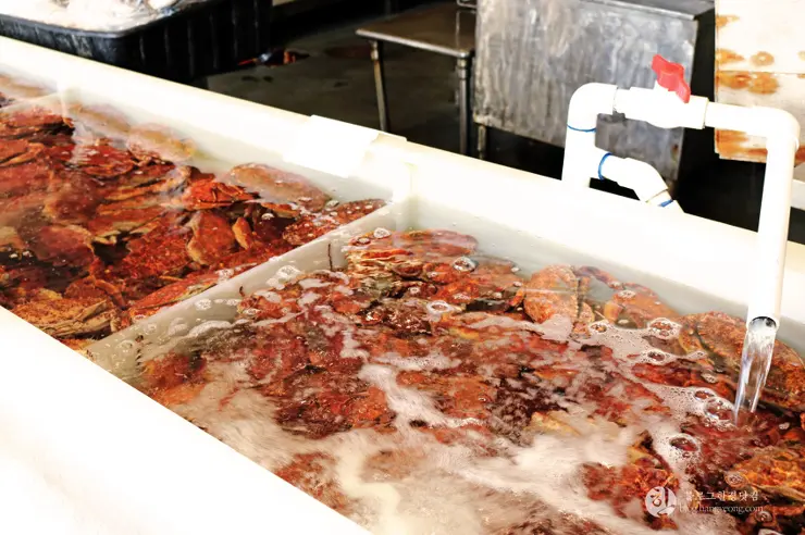 킹크랩, 랍스터가 먹고 싶다면 레돈도비치에 가라고 전해라!