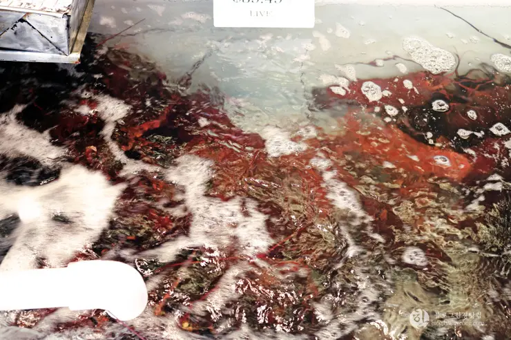 킹크랩, 랍스터가 먹고 싶다면 레돈도비치에 가라고 전해라!