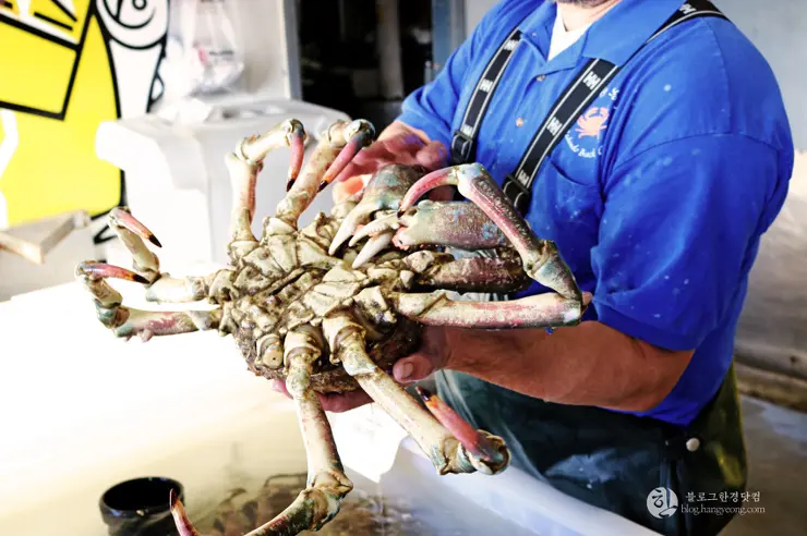 킹크랩, 랍스터가 먹고 싶다면 레돈도비치에 가라고 전해라!