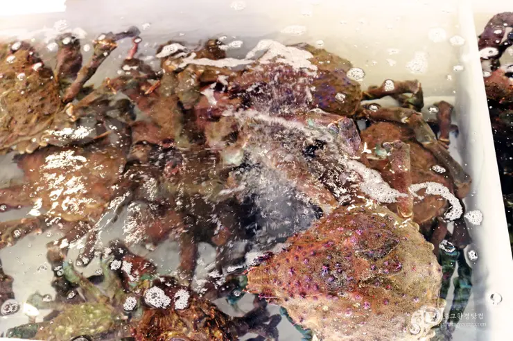 킹크랩, 랍스터가 먹고 싶다면 레돈도비치에 가라고 전해라!