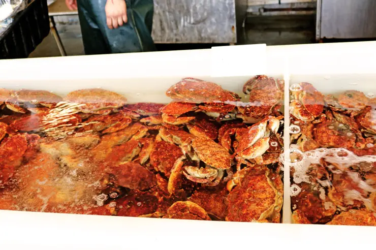 킹크랩, 랍스터가 먹고 싶다면 레돈도비치에 가라고 전해라!