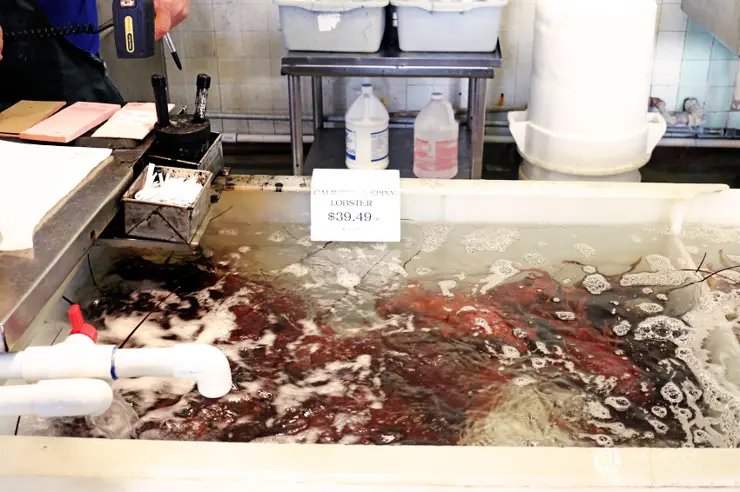 킹크랩, 랍스터가 먹고 싶다면 레돈도비치에 가라고 전해라!