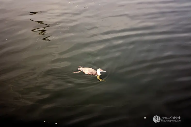 킹크랩, 랍스터가 먹고 싶다면 레돈도비치에 가라고 전해라!