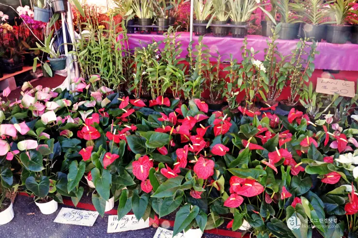 리틀 사이공(Little Saigon) 이색 미국 여행, 미국에서 베트남을 만나다.