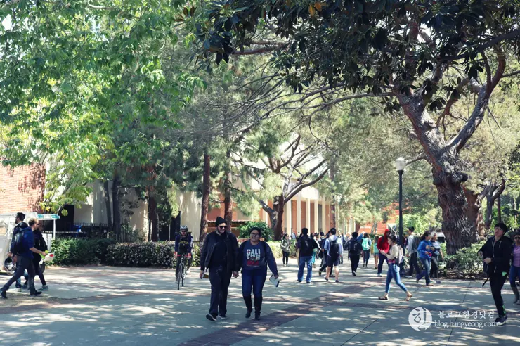 미국 대학교 탐방, 명문 캘리포니아 주립대학교 UCLA