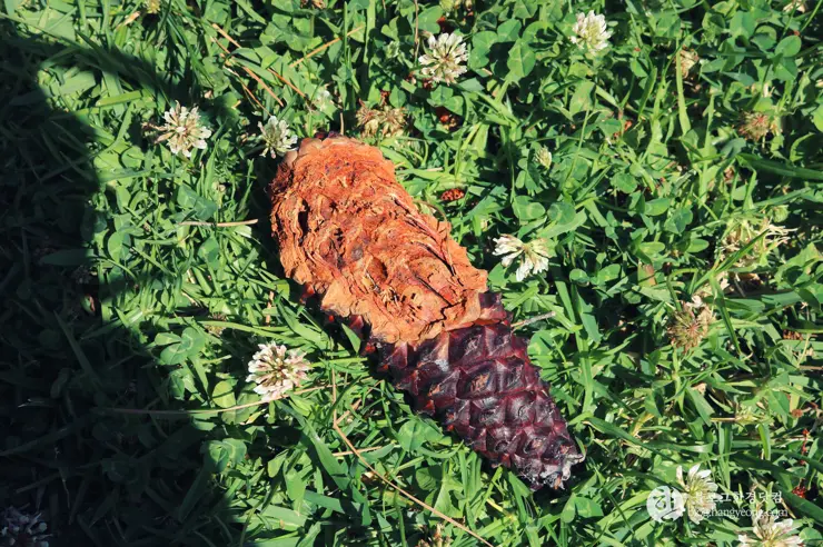 미국 대학교 탐방, 명문 캘리포니아 주립대학교 UCLA