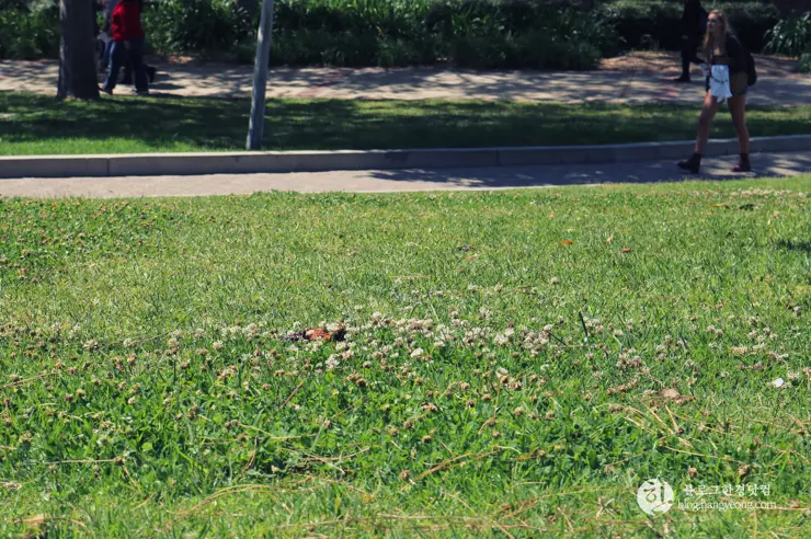 미국 대학교 탐방, 명문 캘리포니아 주립대학교 UCLA