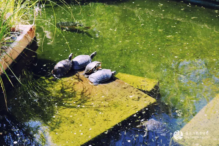 다시 찾은 비버리 힐즈에 있는 그레이스톤 맨션