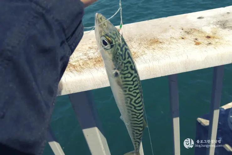 롱비치, 벨몬트 피어(Belmont Pier) 에서 낚시를 즐기다.