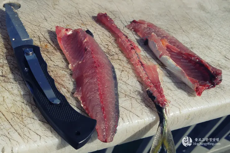 롱비치, 벨몬트 피어(Belmont Pier) 에서 낚시를 즐기다.