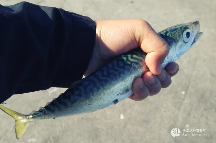 롱비치, 벨몬트 피어(Belmont Pier) 에서 낚시를 즐기다.