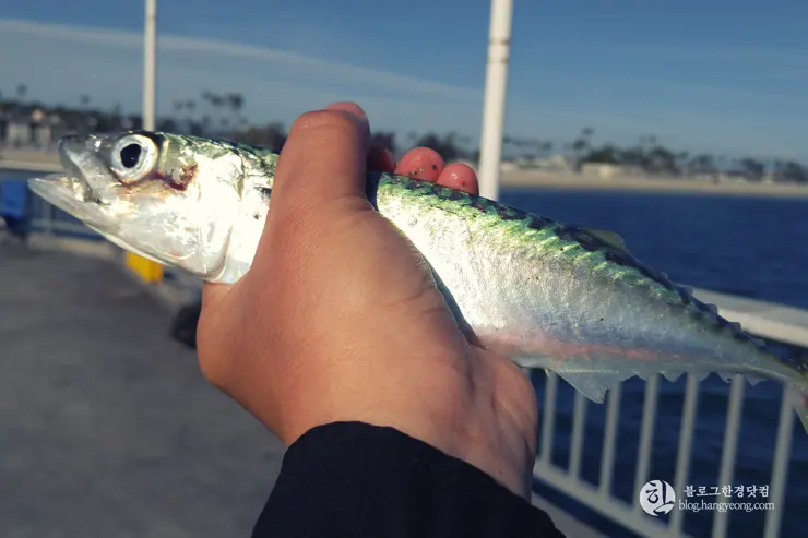 롱비치, 벨몬트 피어(Belmont Pier) 에서 낚시를 즐기다.
