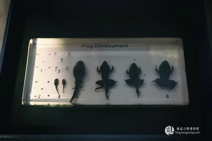 뉴포트 만 자연생태보호구역, Upper Newport Bay Nature Preserve Interpretive Center