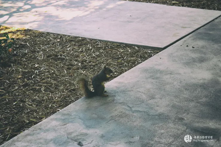 칼텍 (Caltech), 캘리포니아 공과대학 (California Institute of Technology) – 1