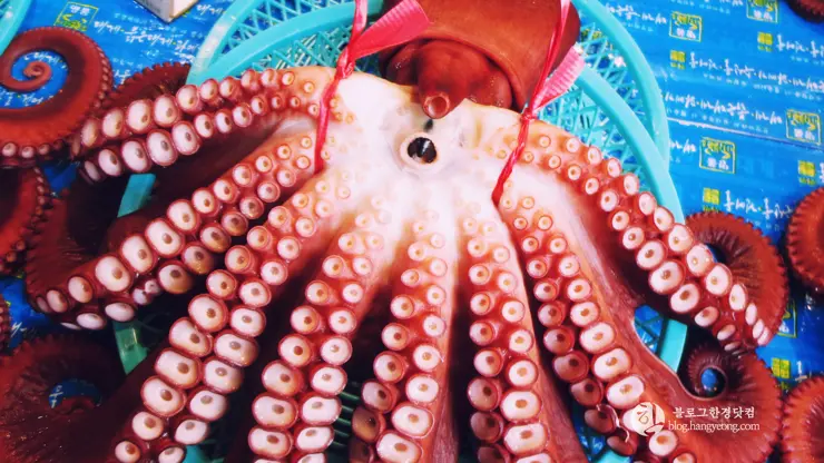 포항여행, 시장 투어 (죽도시장, 흥해시장)