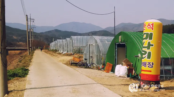 포항여행, 북송리 북천수 걷기 좋은 길 (feat. 비닐 하우스 미나리 삼겹살)