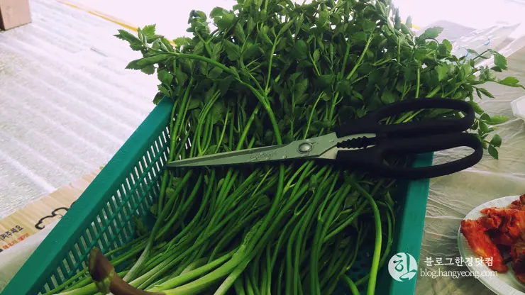 포항여행, 북송리 북천수 걷기 좋은 길 (feat. 비닐 하우스 미나리 삼겹살)