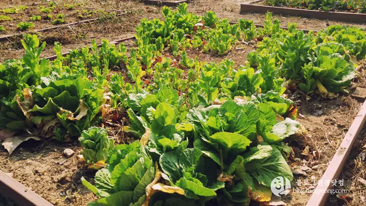 포항여행, 북송리 북천수 걷기 좋은 길 (feat. 비닐 하우스 미나리 삼겹살)