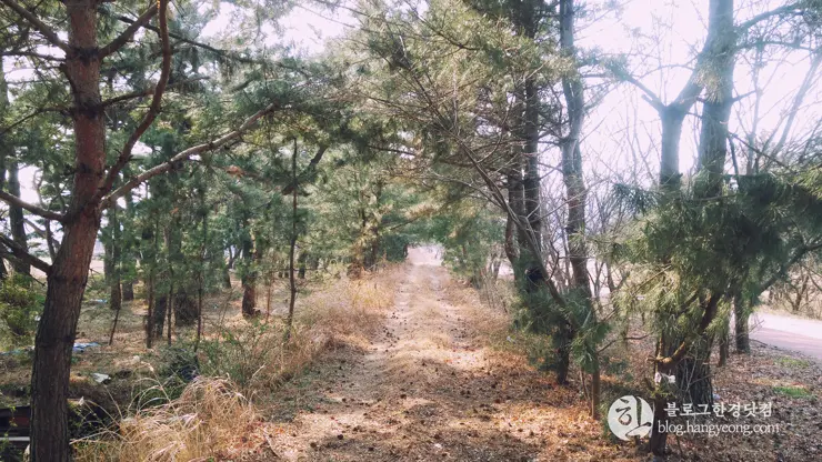 포항여행, 북송리 북천수 걷기 좋은 길 (feat. 비닐 하우스 미나리 삼겹살)