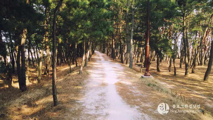 포항여행, 북송리 북천수 걷기 좋은 길 (feat. 비닐 하우스 미나리 삼겹살)