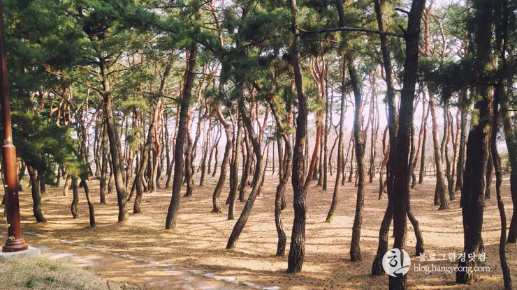 포항여행, 북송리 북천수 걷기 좋은 길 (feat. 비닐 하우스 미나리 삼겹살)