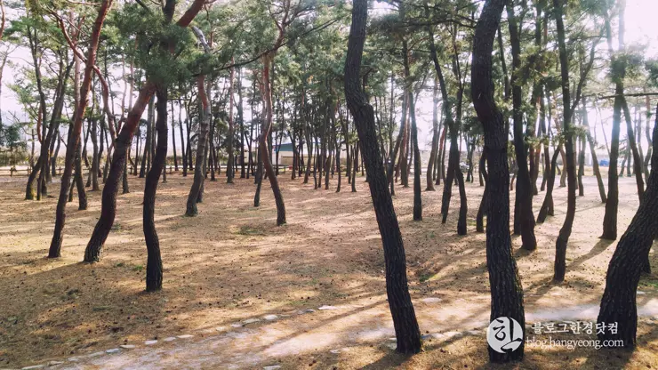 포항여행, 북송리 북천수 걷기 좋은 길 (feat. 비닐 하우스 미나리 삼겹살)